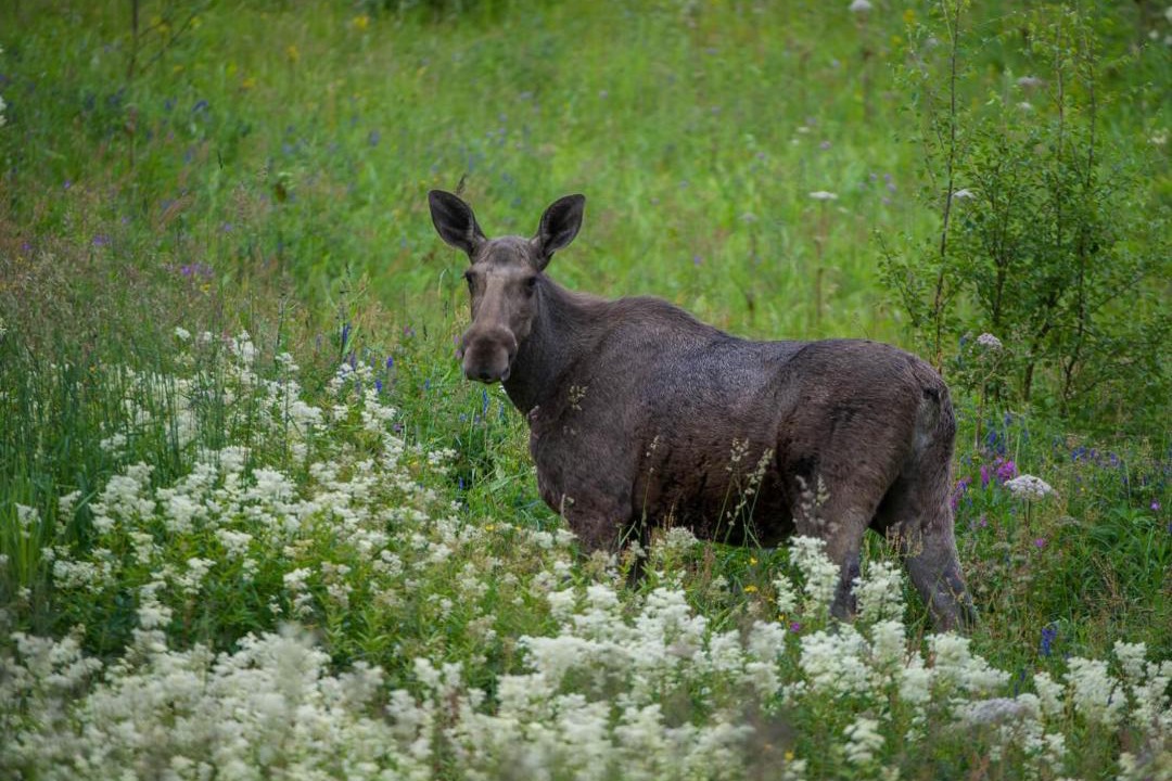 Photo of Others in Dalen