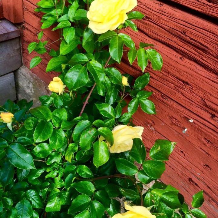 Photo of Outdoor in Katrineholm