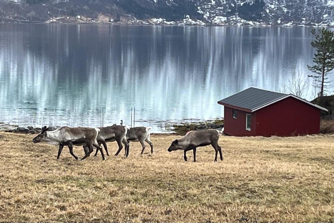 Photo of Others in Ballangen