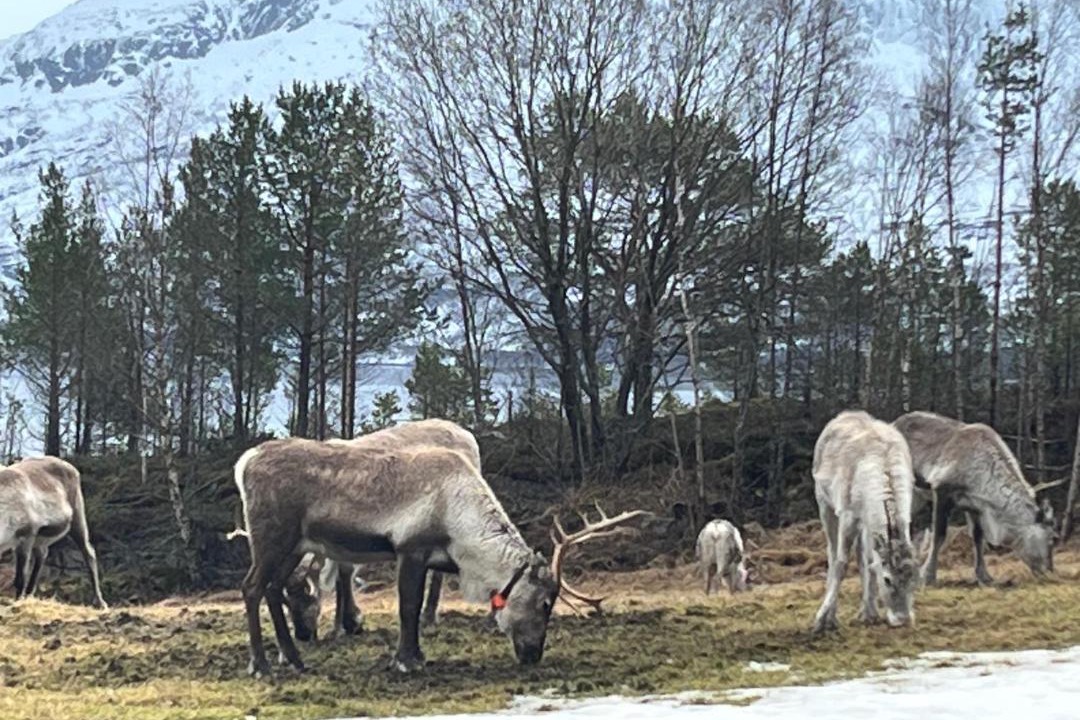 Photo of Others in Ballangen