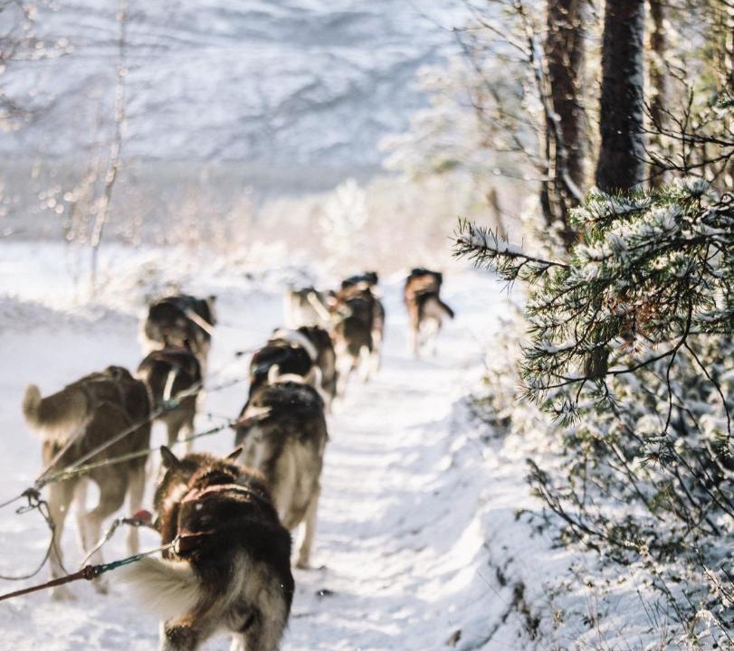 Photo of Others in Alta