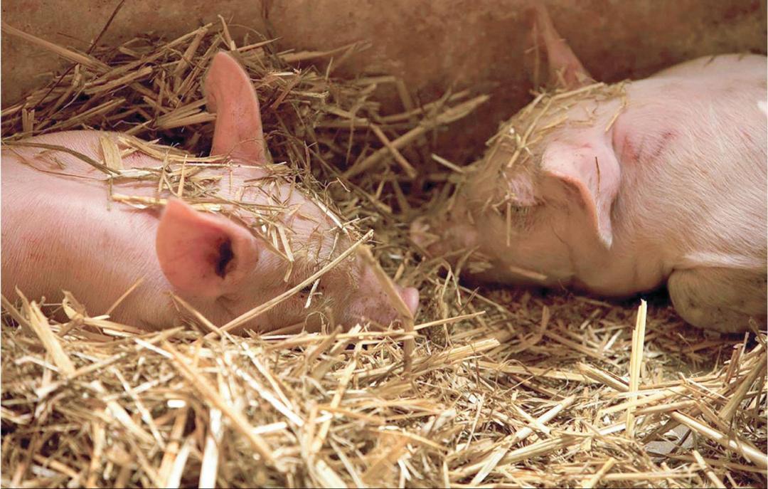 Photo of Others in Tomelilla