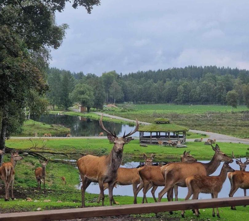 Photo of Others in Laholm