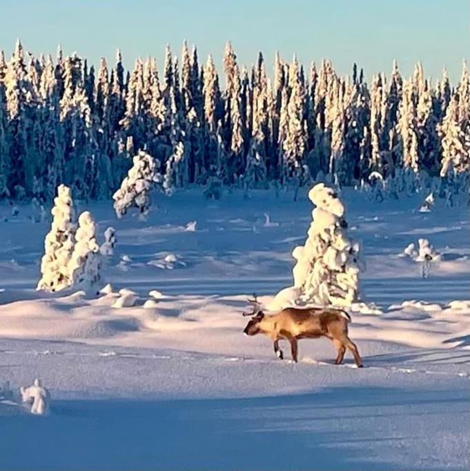 Photo of Others in Nattavaara