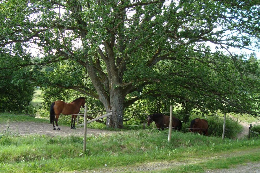 Photo of Others in Ucklum