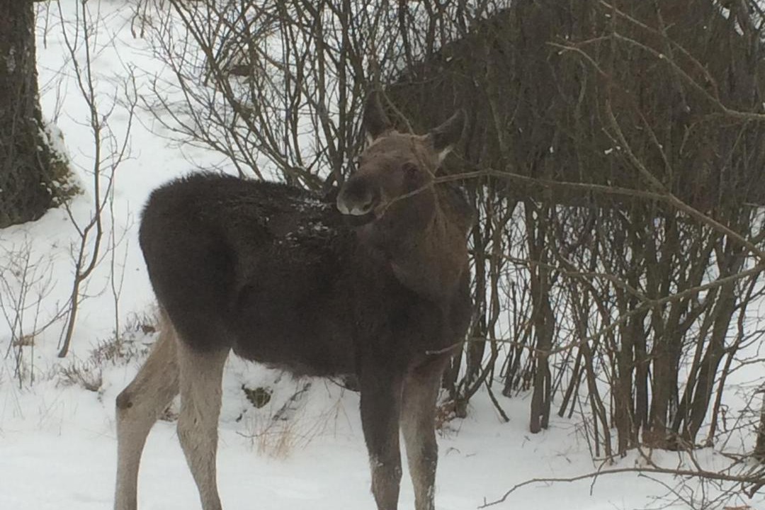 Photo of Others in Simlangsdalen
