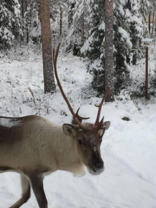 Photo of Others in Rovaniemi