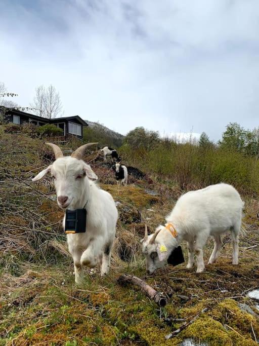Photo of Others in Sunndal