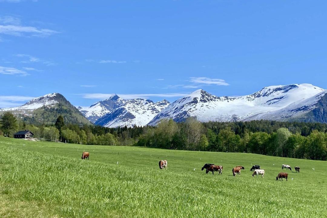 Photo of Others in Isfjorden