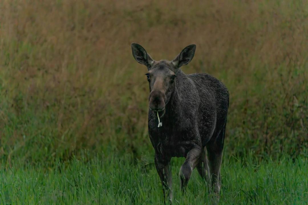 Photo of Others in Ballstad