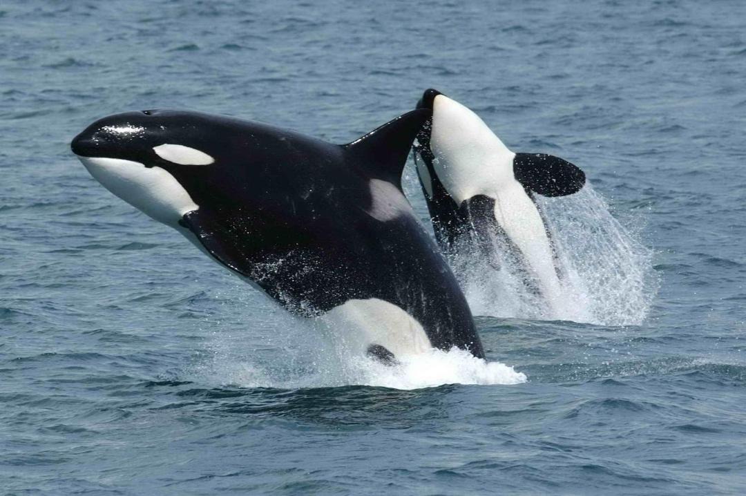 Photo of Others in Nusfjord