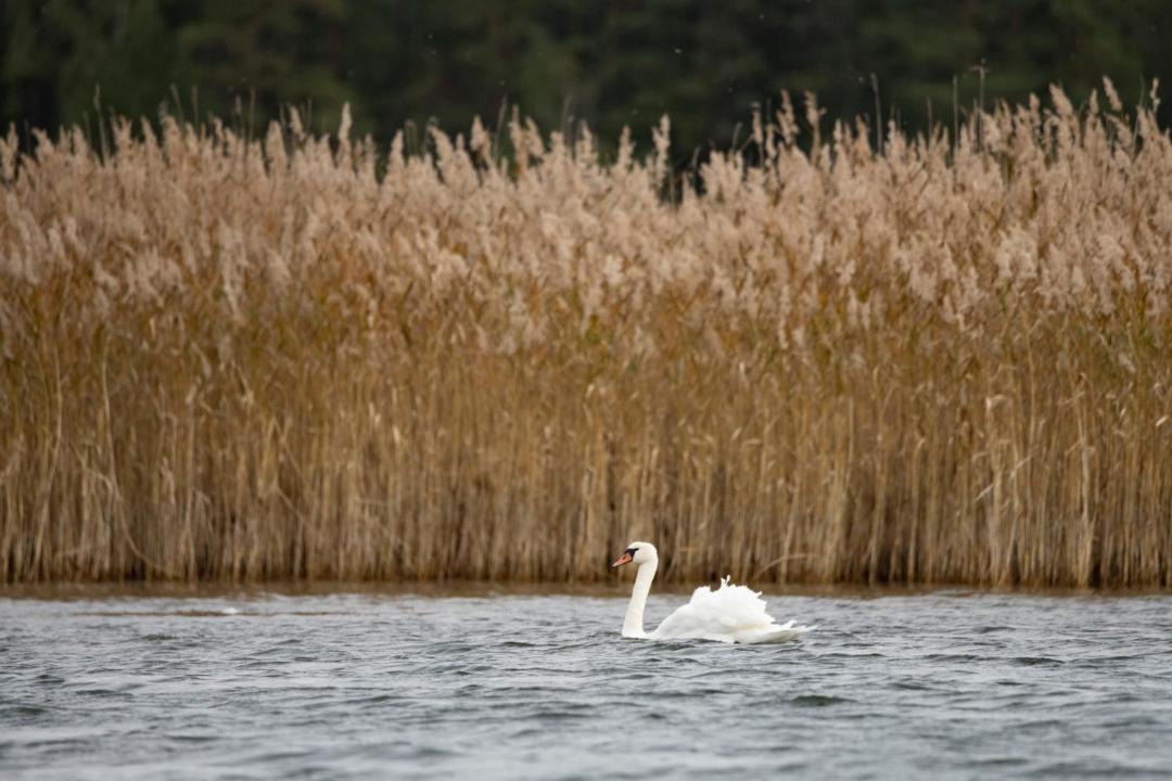 Photo of Others in Uusikaupunki
