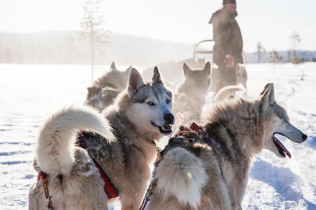 Photo of Others in Blattnicksele