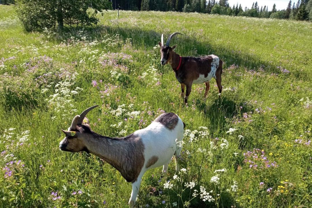 Photo of Others in Stromsund