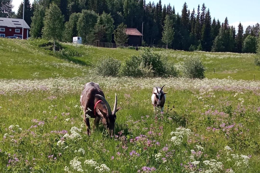 Photo of Others in Stromsund