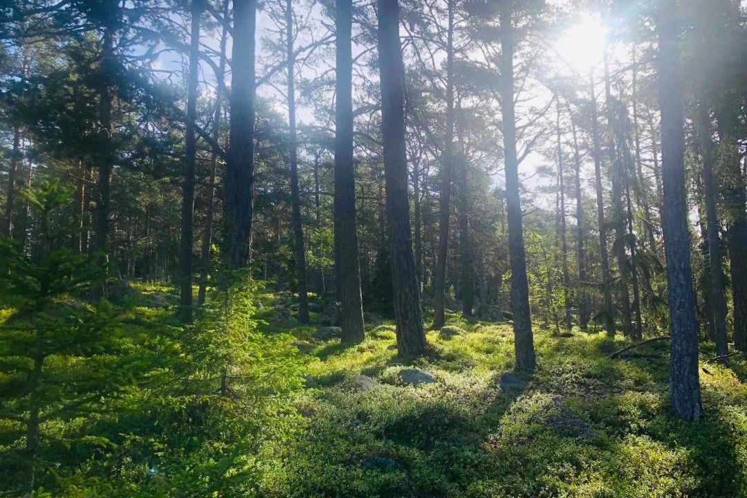 Photo of Others in Hudiksvall