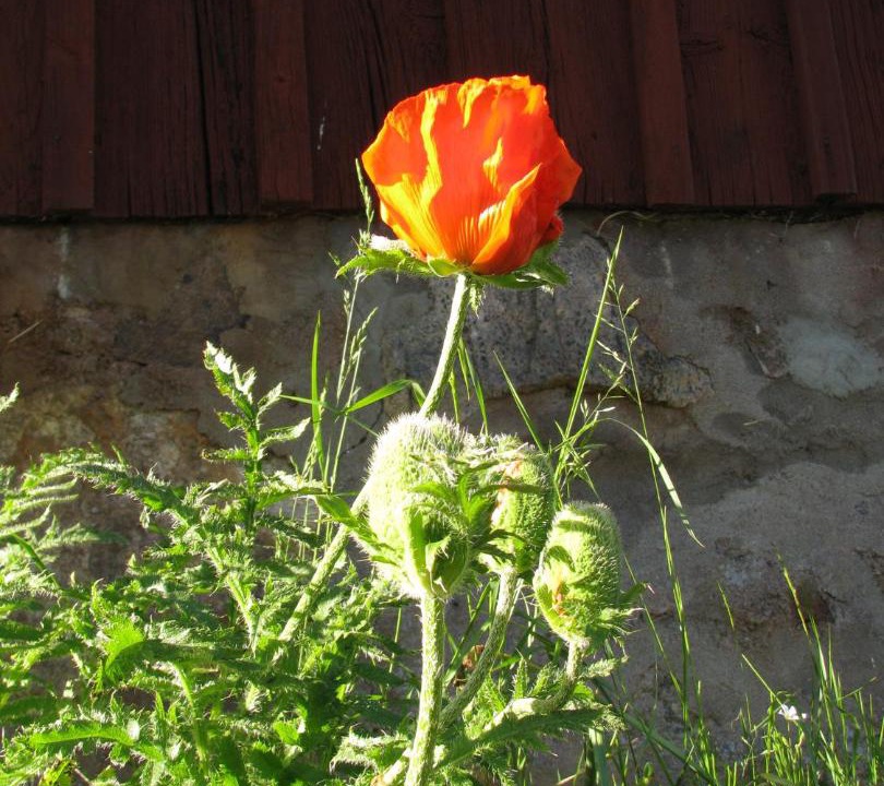 Photo of Outdoor in Ljungby
