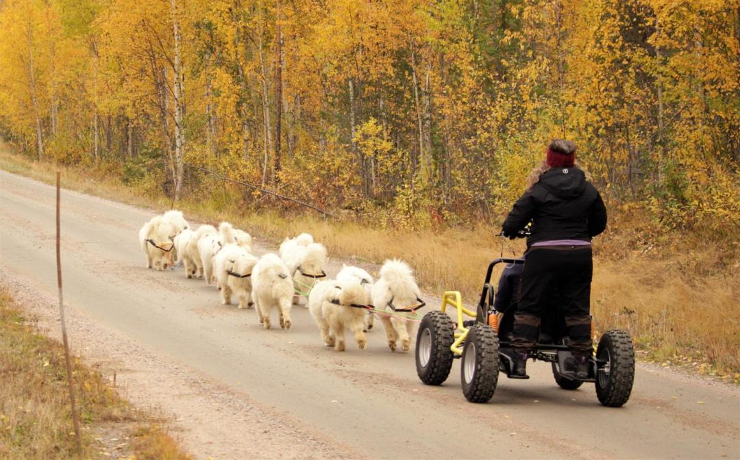 Photo of Others in Overtornea Municipality