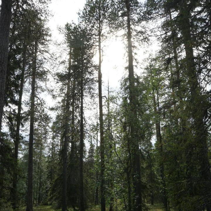 Photo of Others in Lampivaara