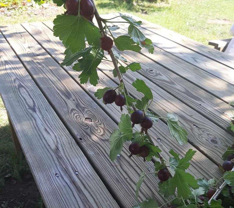 Photo of Outdoor in Vittaryd