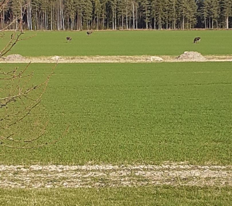Photo of Others in Saffle
