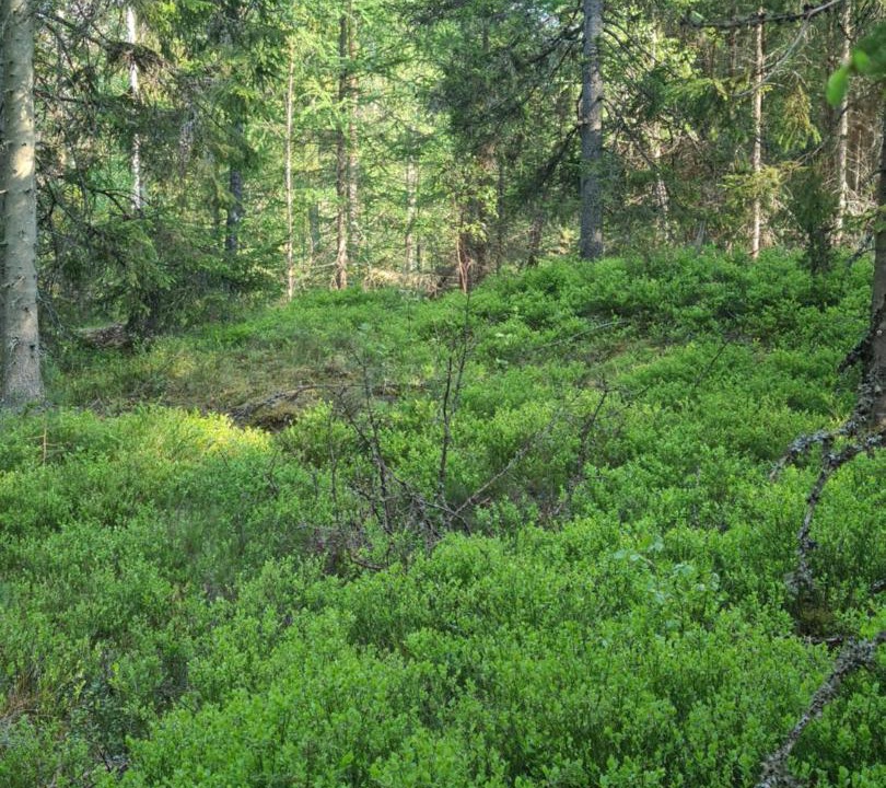 Photo of Others in Tosthult