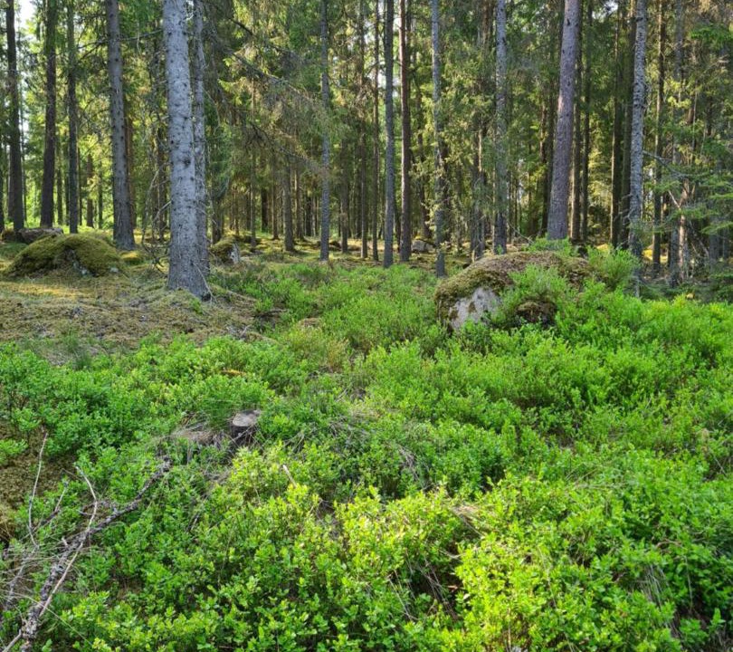 Photo of Others in Lonsboda