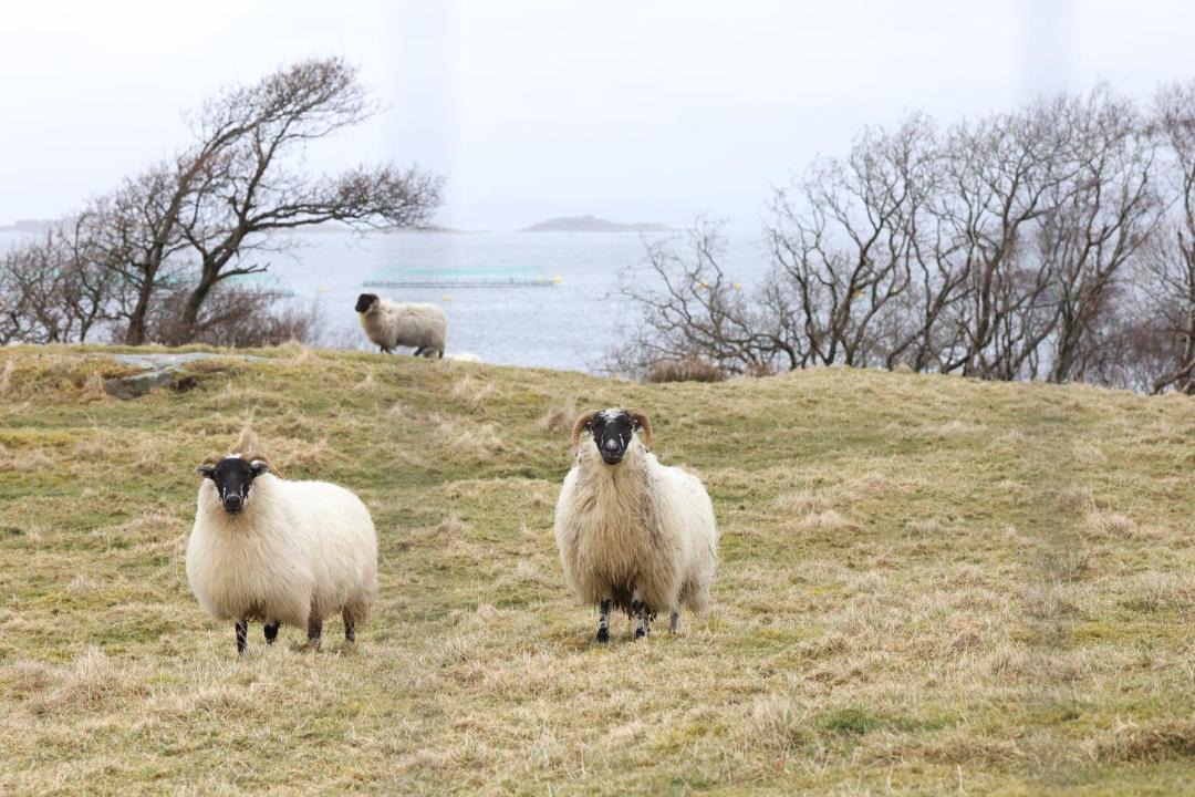 Photo of Others in Osthusvik