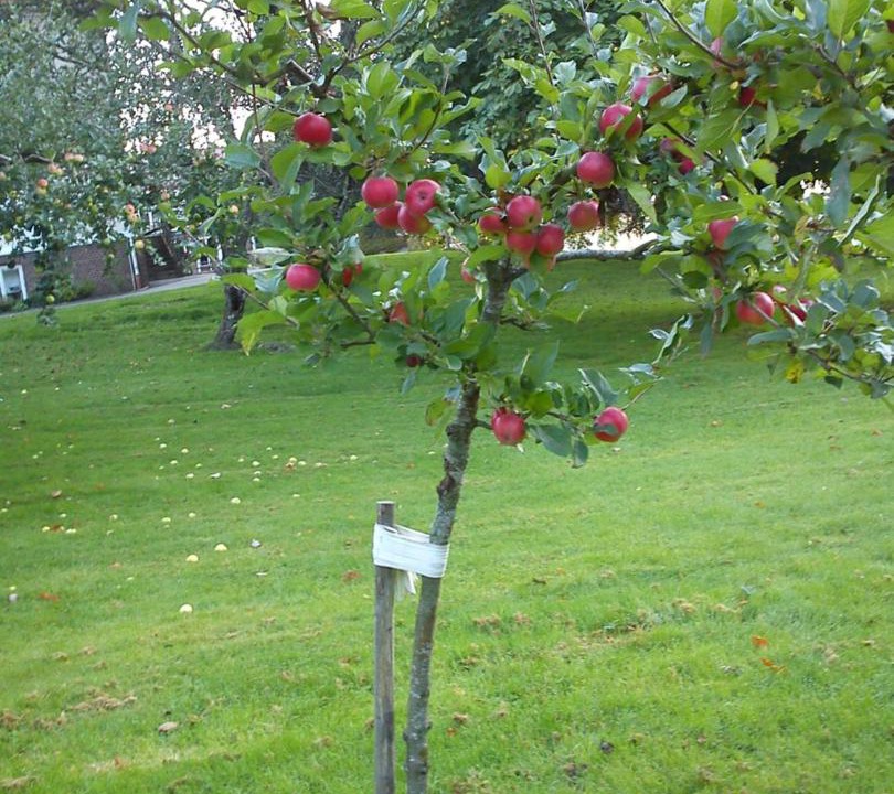 Photo of Outdoor in Vessigebro