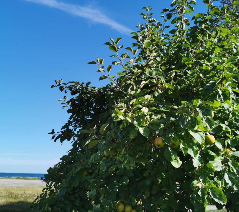 Photo of Outdoor in Bergkvara
