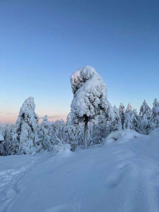 Photo of Others in Rovaniemi