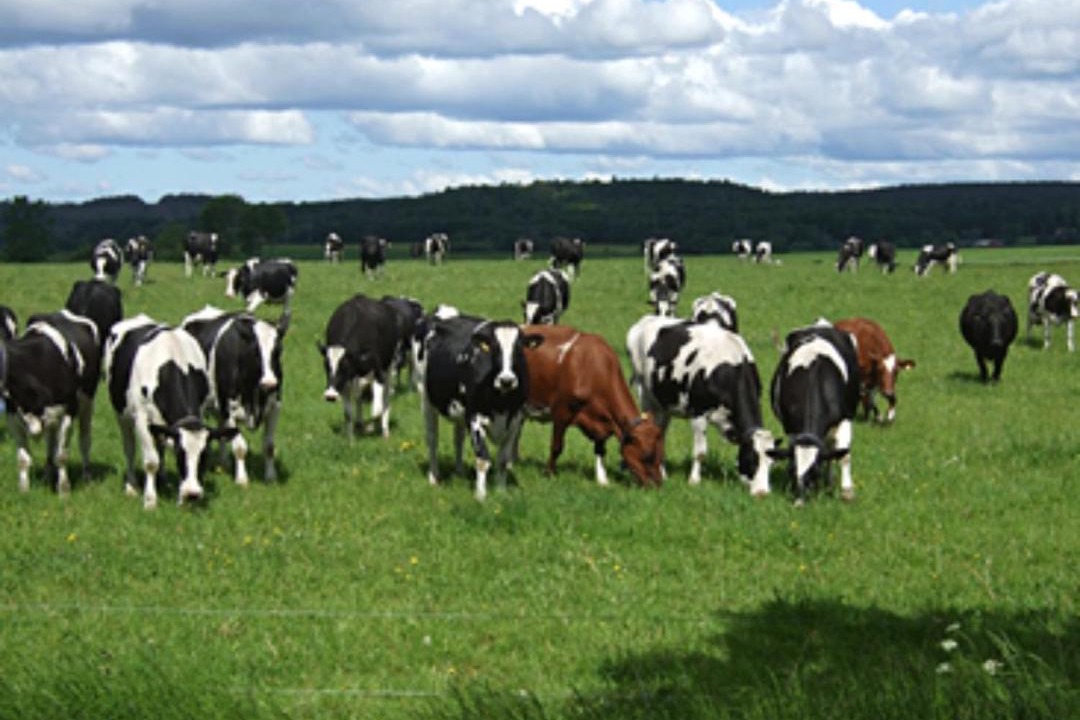 Photo of Others in Halmstad