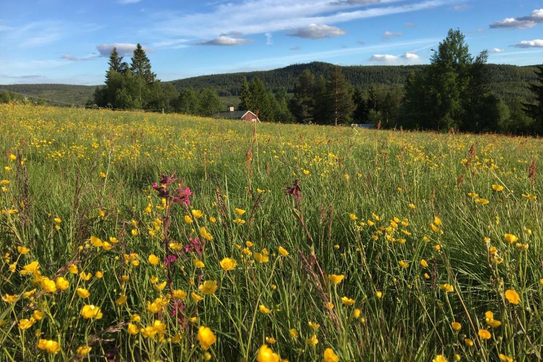 Photo of Outdoor in Ortrask