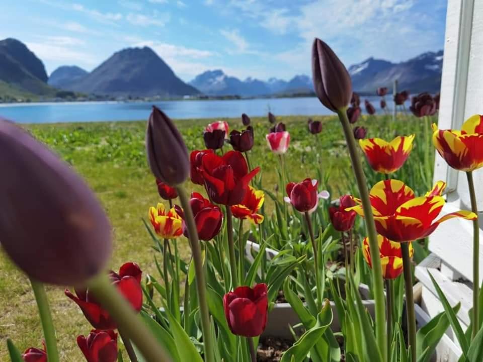 Photo of Others in Flakstad