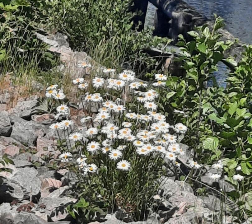 Photo of Others in Billingsfors