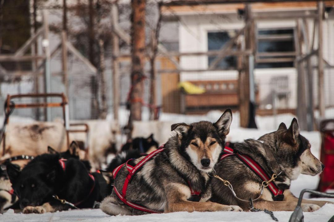 Photo of Others in Kiruna