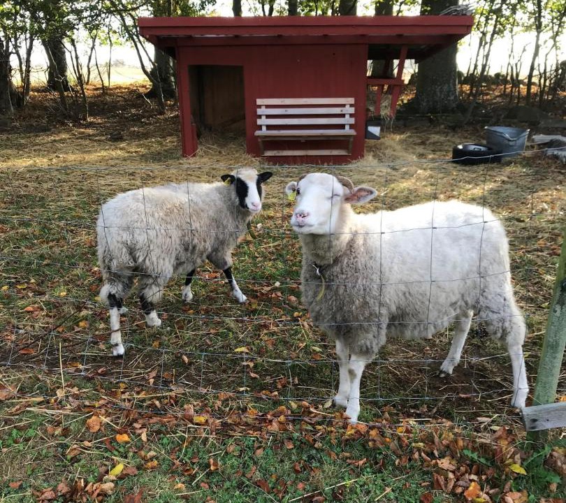 Photo of Others in Flyinge