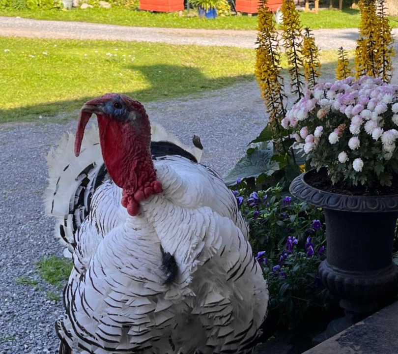 Photo of Others in Hammerdal