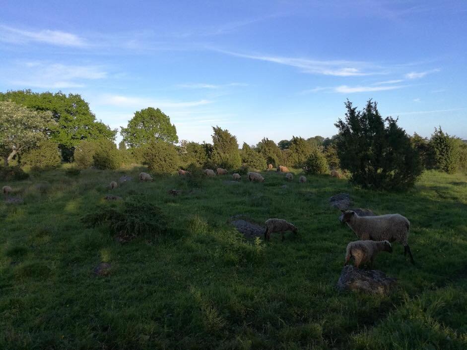Photo of Outdoor in Horby