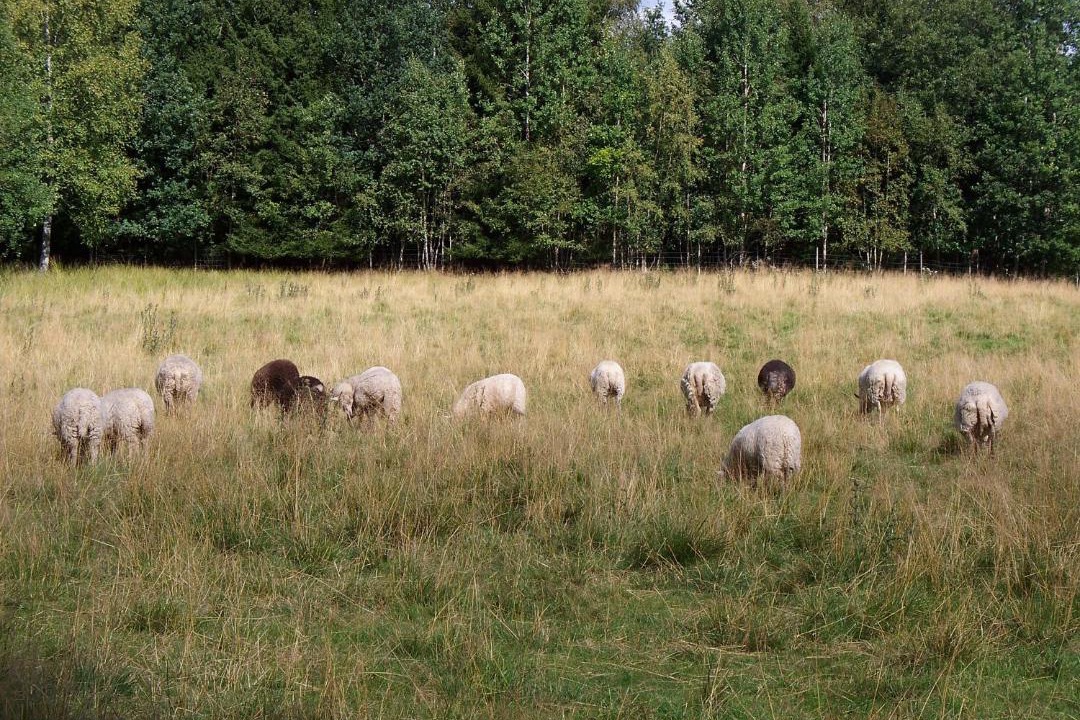 Photo of Outdoor in Jarnforsen
