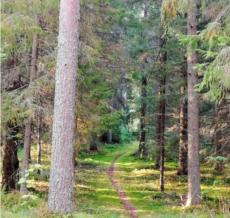 Photo of Others in Koli National Park