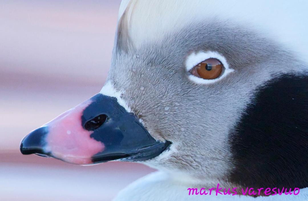 Photo of Others in Batsfjord