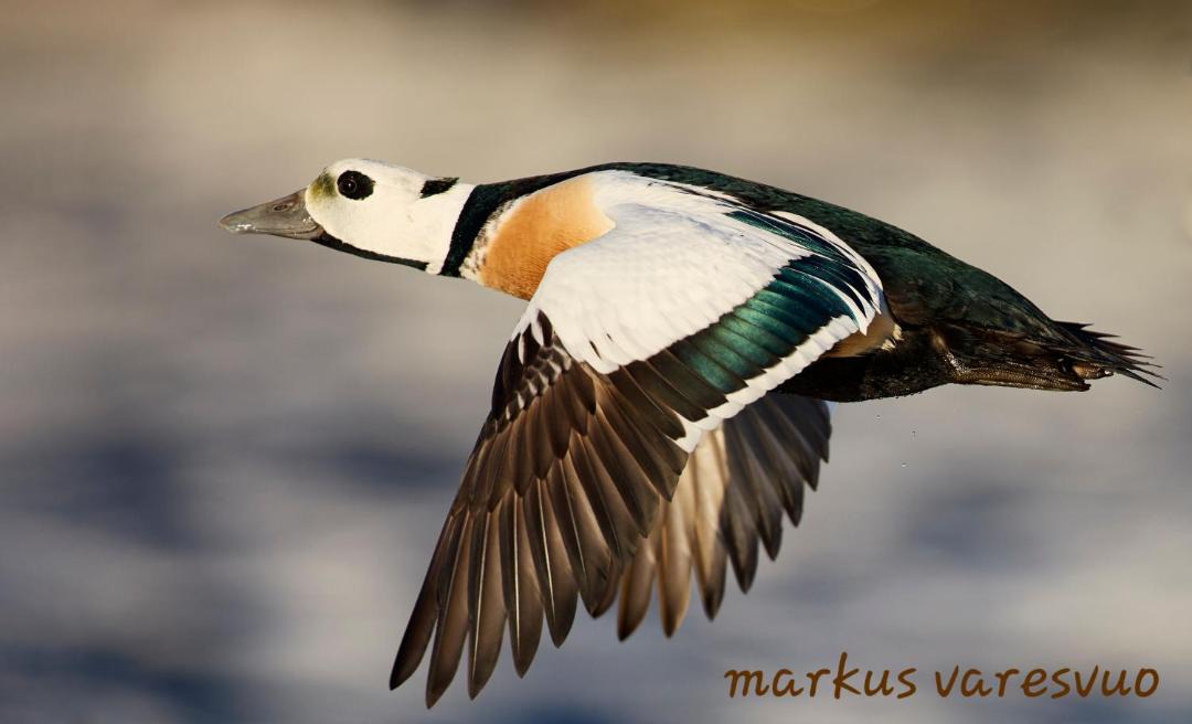 Photo of Others in Batsfjord