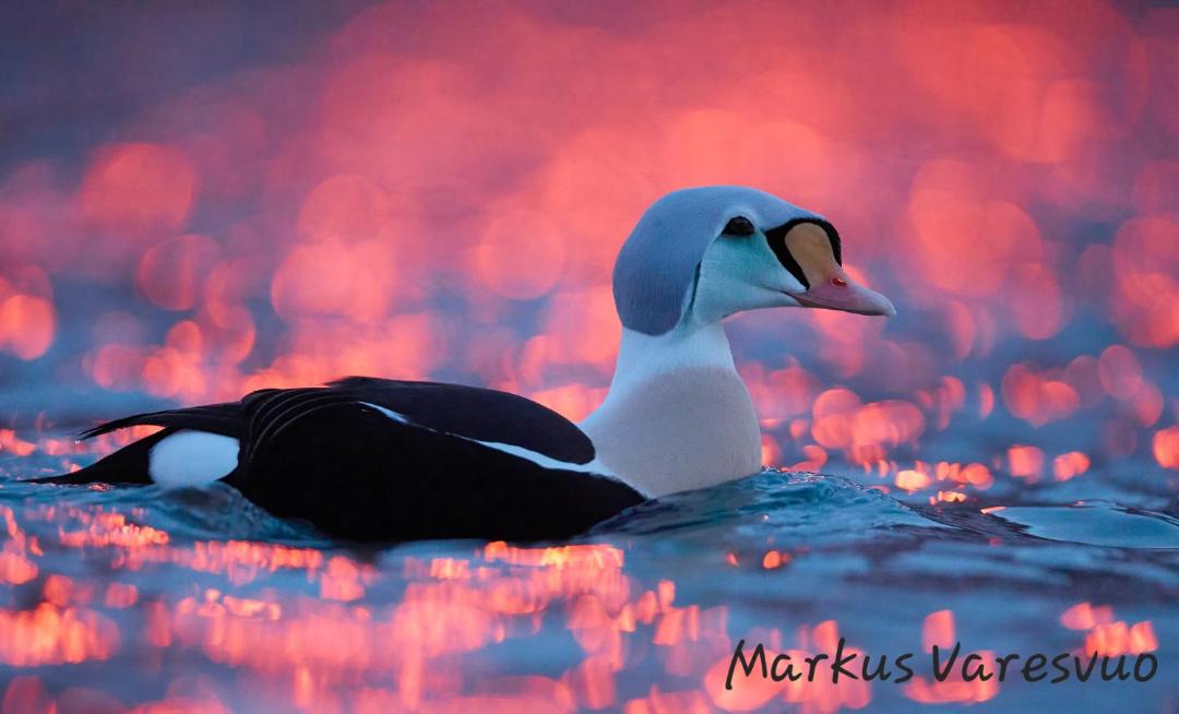 Photo of Others in Batsfjord