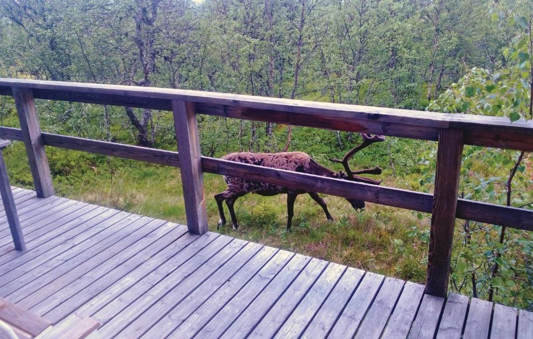 Photo of Others in Lofsdalen