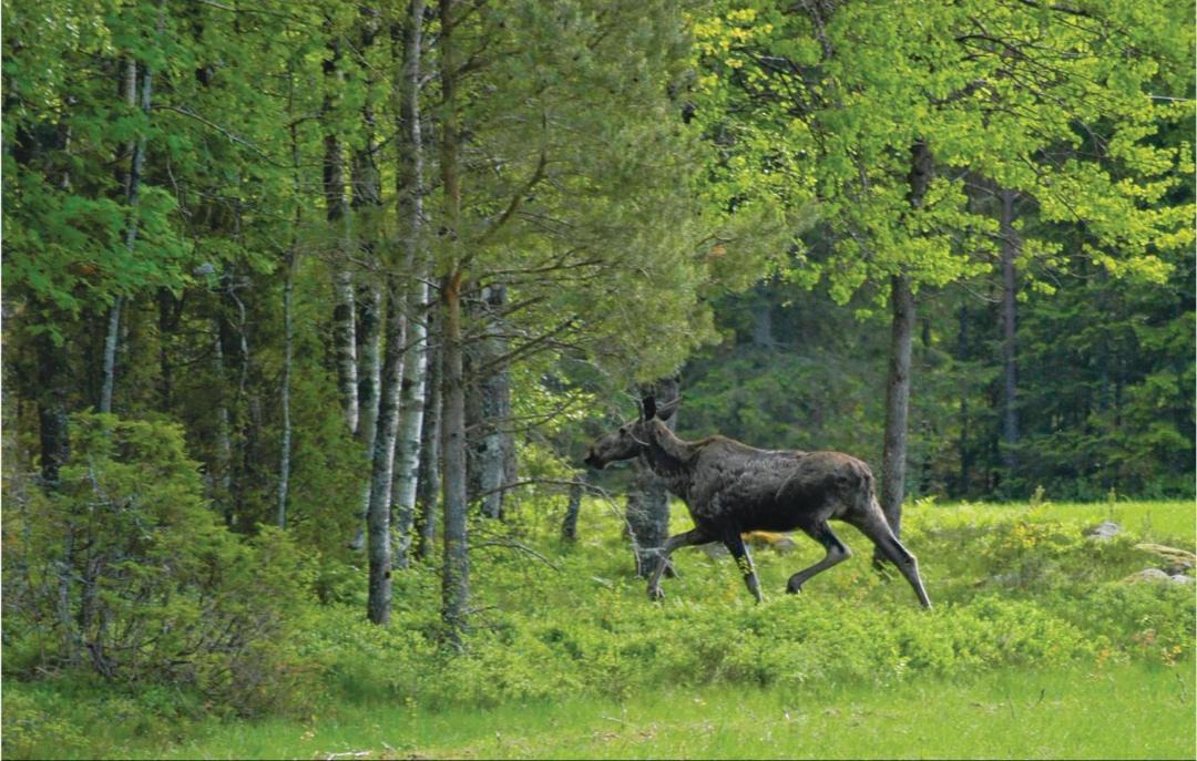 Photo of Others in Nossebro
