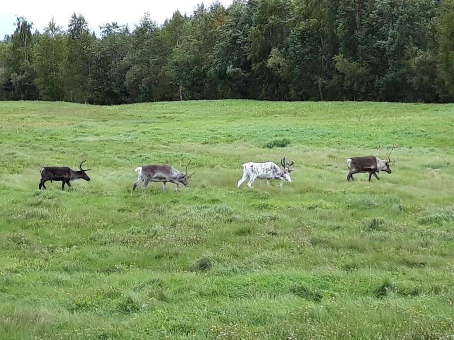 Photo of Others in Hedenaset