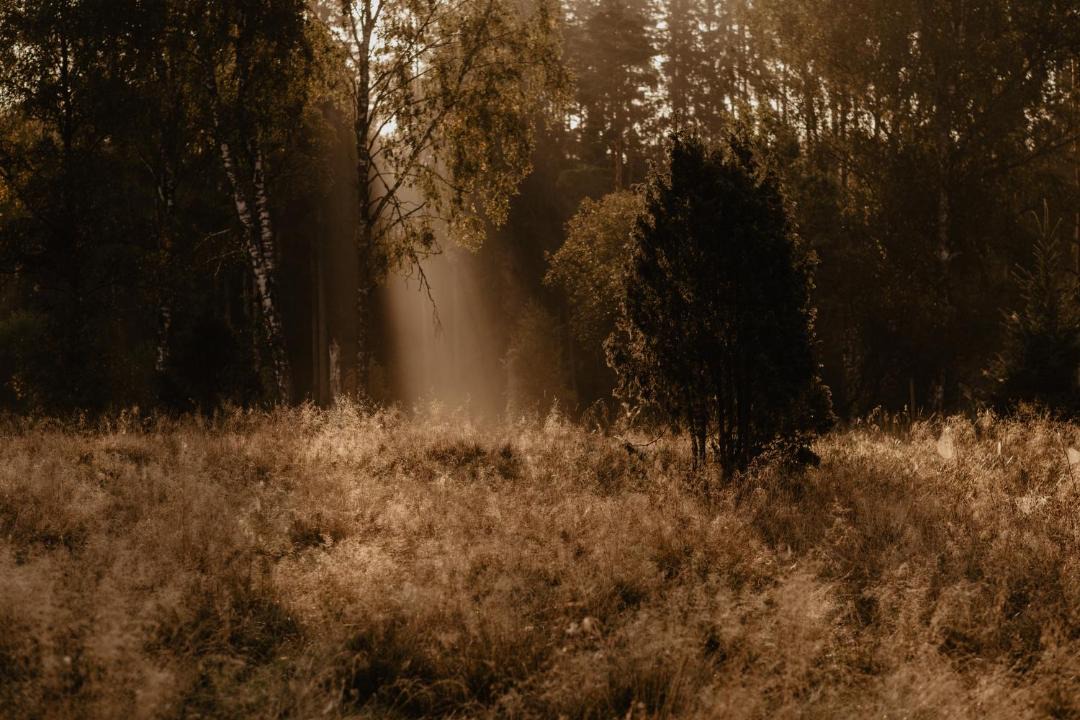Photo of Others in Tofteryd