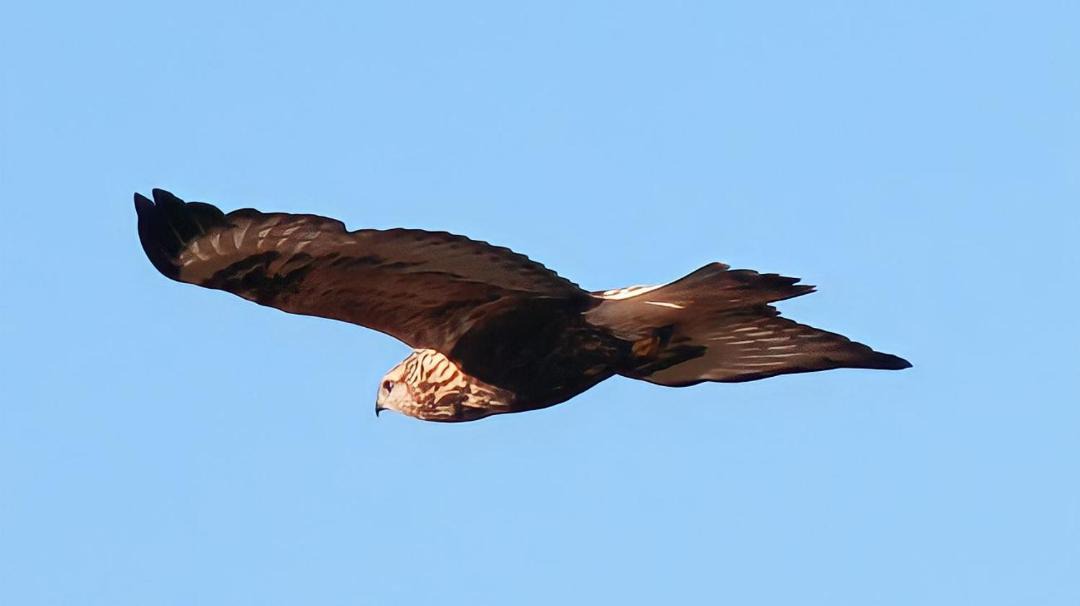 Photo of Others in Batsfjord