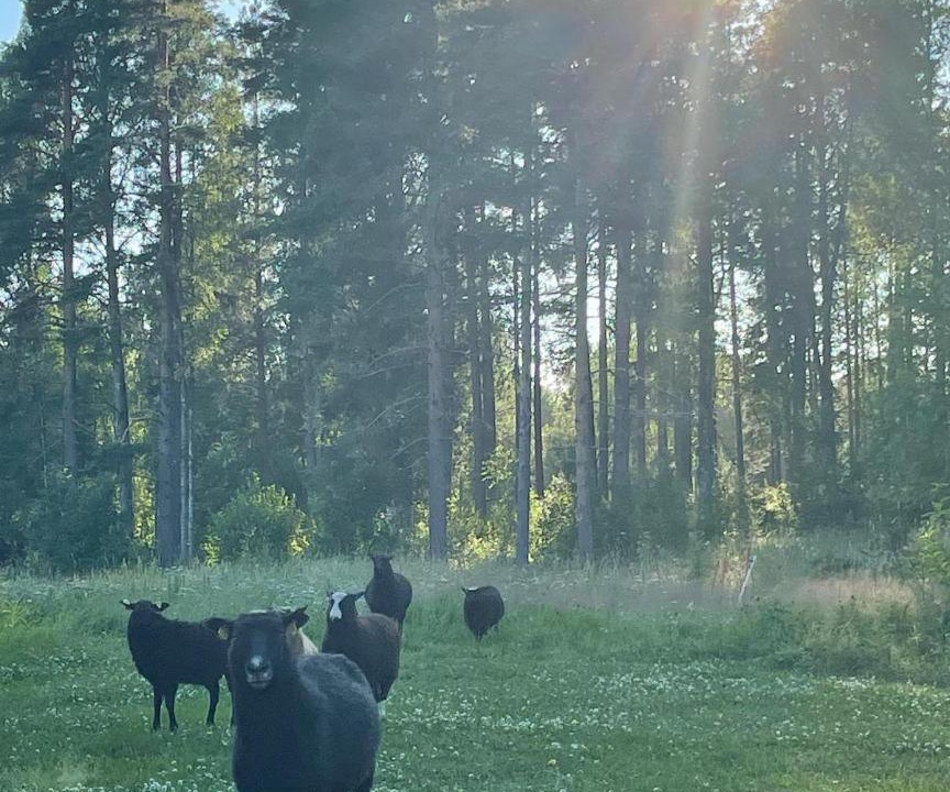Photo of Others in Sjulsmark